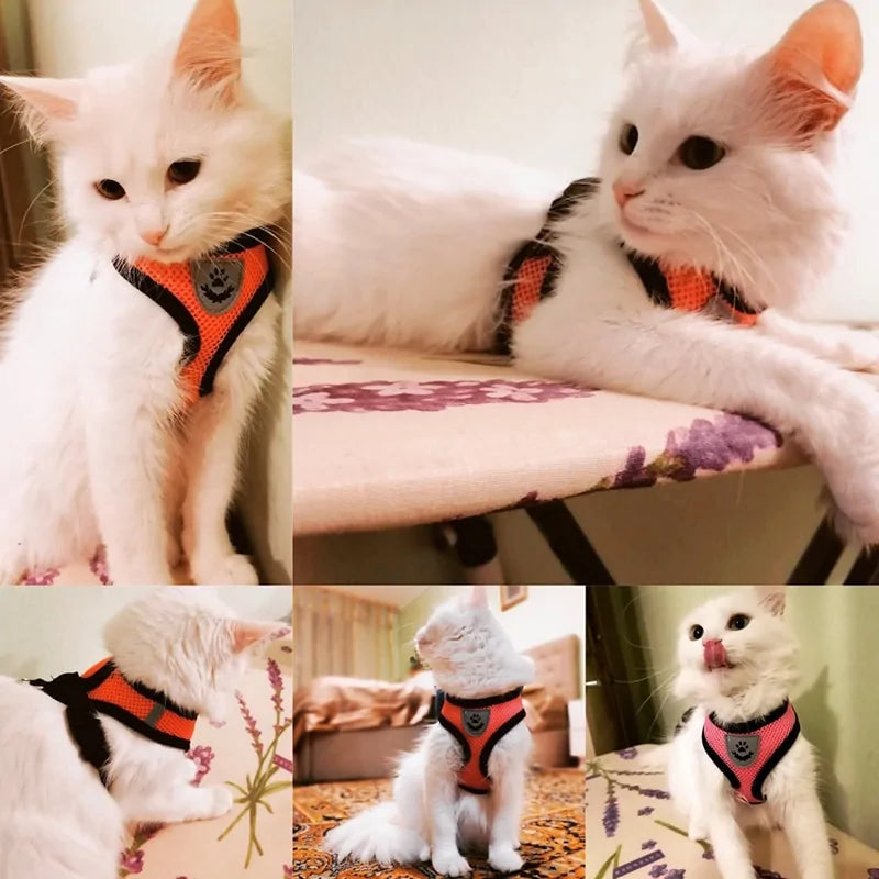 Pet Harness - cat and dog